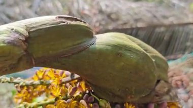 Sapında küçük tüylü sarı çiçekler olan bir grup Caryota mitis.. 