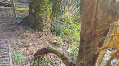 Sapında küçük tüylü sarı çiçekler olan bir grup Caryota mitis.. 