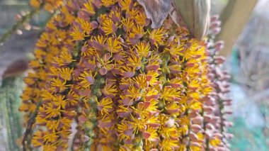 Sapında küçük tüylü sarı çiçekler olan bir grup Caryota mitis.. 