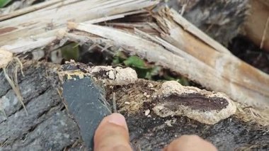 Köpeğin kusmuk balçık kalıbı, çürüyen ahşabın çürüyen kırıntıları.. 