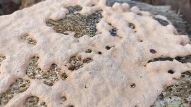 Köpeğin kusmuk balçık kalıbı, çürüyen ahşabın çürüyen kırıntıları.. 