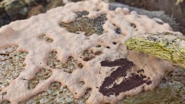 Köpeğin kusmuk balçık kalıbı, çürüyen ahşabın çürüyen kırıntıları.. 