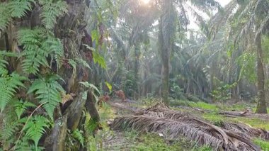 Palmiye yağı çiftliğinin etrafındaki aşırı gelişmiş vahşi bitki örtüsünün güzel manzarası.. 