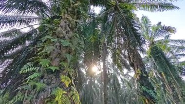 Palmiye yağı çiftliğinin etrafındaki aşırı gelişmiş vahşi bitki örtüsünün güzel manzarası.. 