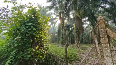 Palmiye yağı çiftliğinin etrafındaki aşırı gelişmiş vahşi bitki örtüsünün güzel manzarası.. 