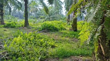 Palmiye yağı çiftliğinin etrafındaki aşırı gelişmiş vahşi bitki örtüsünün güzel manzarası.. 