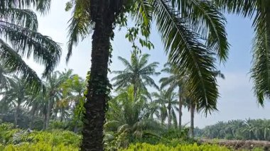 Palmiye yağı çiftliğinin etrafındaki aşırı gelişmiş vahşi bitki örtüsünün güzel manzarası.. 