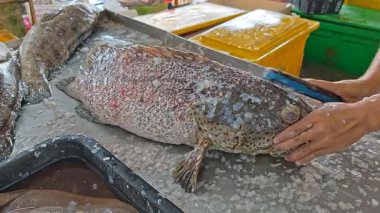 Perak, Malezya. 15 Aralık 2025: Balıkçı sahnesi Epinefhelus balığını Kg Koh 'un ıslak pazarında satılığa çıkarıyor.