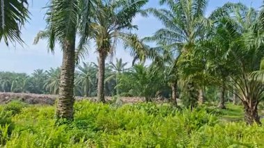Palmiye yağı çiftliğinin etrafındaki aşırı gelişmiş vahşi bitki örtüsünün güzel manzarası.. 