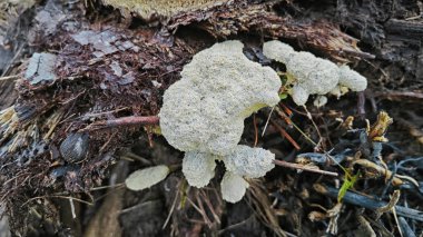 Köpeğin kusmuk balçık kalıbı, çürüyen ahşabın çürüyen kırıntıları..
