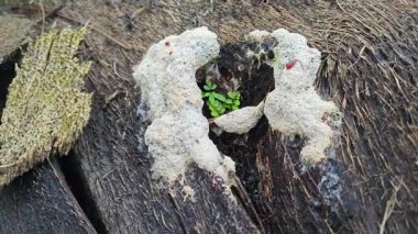 Köpeğin kusmuk balçık kalıbı, çürüyen ahşabın çürüyen kırıntıları..