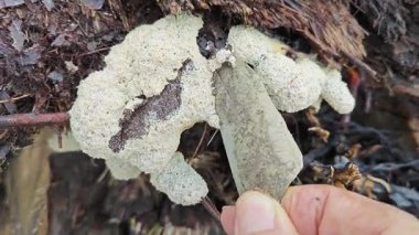 Köpeğin kusmuk balçık kalıbı, çürüyen ahşabın çürüyen kırıntıları..