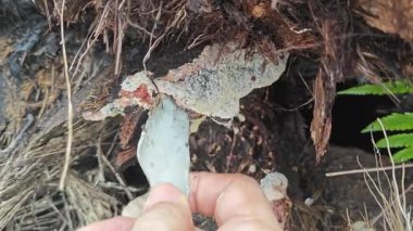 Köpeğin kusmuk balçık kalıbı, çürüyen ahşabın çürüyen kırıntıları..