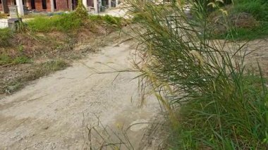 Kırsal patika boyunca uzanan yaban otları ve yakınlardaki kasaba evleri..