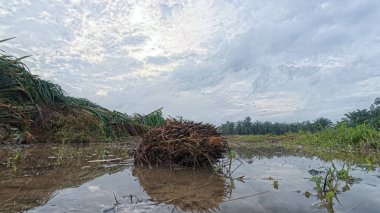 Yağmur suyuyla kaplanmış temiz tarla arazisinin çevresindeki panoramik manzara.