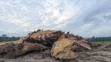 Yağmur suyuyla kaplanmış temiz tarla arazisinin çevresindeki panoramik manzara.