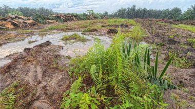Yağmur suyuyla kaplanmış temiz tarla arazisinin çevresindeki panoramik manzara.