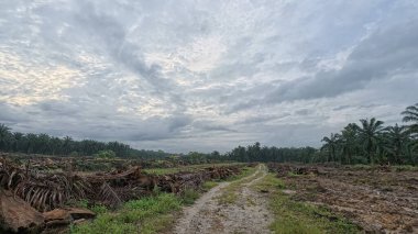 Yağmur suyuyla kaplanmış temiz tarla arazisinin çevresindeki panoramik manzara.