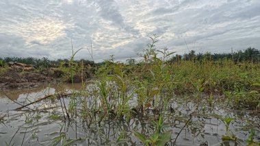 Yağmur suyuyla kaplanmış temiz tarla arazisinin çevresindeki panoramik manzara.
