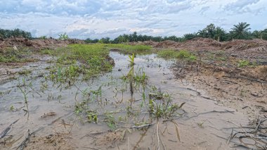 Yağmur suyuyla kaplanmış temiz tarla arazisinin çevresindeki panoramik manzara.