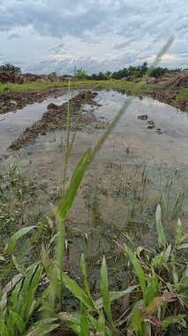 Yağmur suyuyla kaplanmış temiz tarla arazisinin çevresindeki panoramik manzara.