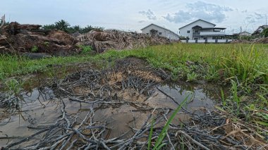 Yağmur suyuyla kaplanmış temiz tarla arazisinin çevresindeki panoramik manzara.