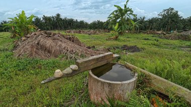 açık palmiye yağı tarlası çevresindeki panoramik manzara bitki örtüsü.
