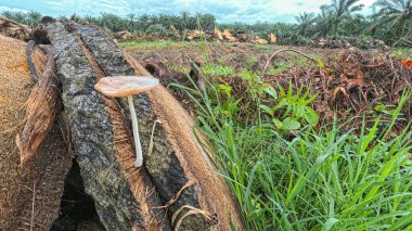 açık palmiye yağı tarlası çevresindeki panoramik manzara bitki örtüsü.