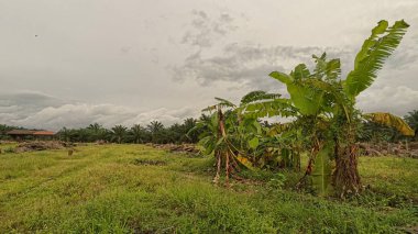 açık palmiye yağı tarlası çevresindeki panoramik manzara bitki örtüsü.