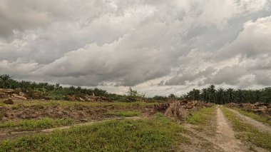 açık palmiye yağı tarlası çevresindeki panoramik manzara bitki örtüsü.