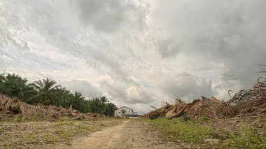 açık palmiye yağı tarlası çevresindeki panoramik manzara bitki örtüsü.
