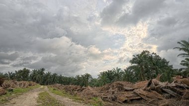açık palmiye yağı tarlası çevresindeki panoramik manzara bitki örtüsü.
