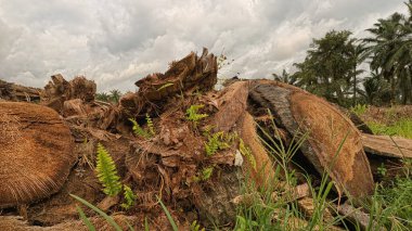 açık palmiye yağı tarlası çevresindeki panoramik manzara bitki örtüsü.