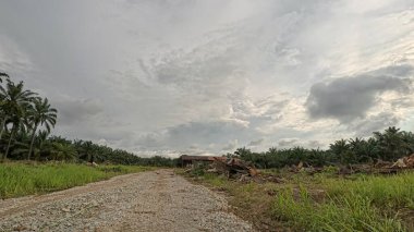 açık palmiye yağı tarlası çevresindeki panoramik manzara bitki örtüsü.