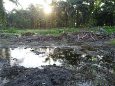 Temiz palmiye yağı tarlası çevresindeki hava manzarası yağmur suyuyla dolduktan sonra....