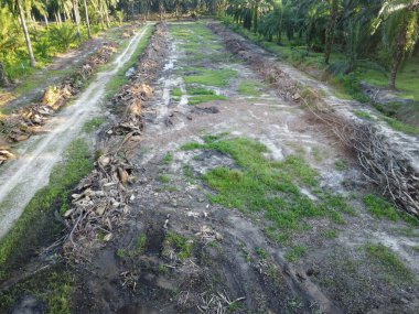 Temiz palmiye yağı tarlası çevresindeki hava manzarası yağmur suyuyla dolduktan sonra....
