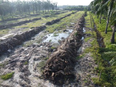Temiz palmiye yağı tarlası çevresindeki hava manzarası yağmur suyuyla dolduktan sonra....