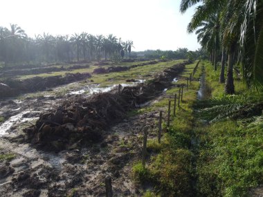 Temiz palmiye yağı tarlası çevresindeki hava manzarası yağmur suyuyla dolduktan sonra....