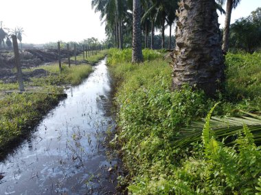 Temiz palmiye yağı tarlası çevresindeki hava manzarası yağmur suyuyla dolduktan sonra....