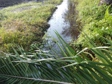 Temiz palmiye yağı tarlası çevresindeki hava manzarası yağmur suyuyla dolduktan sonra....