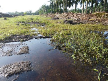 Temiz palmiye yağı tarlası çevresindeki hava manzarası yağmur suyuyla dolduktan sonra....