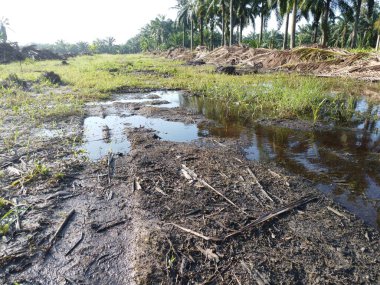 Temiz palmiye yağı tarlası çevresindeki hava manzarası yağmur suyuyla dolduktan sonra....