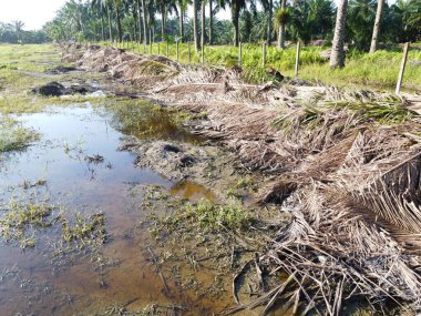 Temiz palmiye yağı tarlası çevresindeki hava manzarası yağmur suyuyla dolduktan sonra....