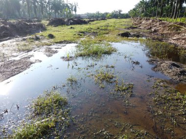 Temiz palmiye yağı tarlası çevresindeki hava manzarası yağmur suyuyla dolduktan sonra....