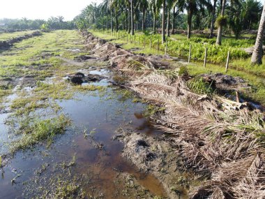 Temiz palmiye yağı tarlası çevresindeki hava manzarası yağmur suyuyla dolduktan sonra....