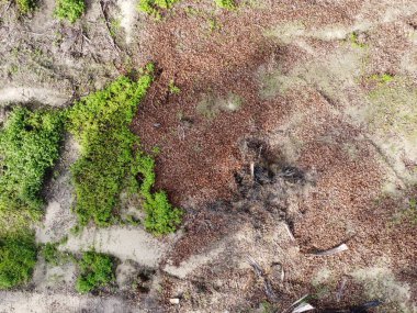 Boş arazinin yüzeyine saçılmış kurumuş yaprakların hava manzarası..