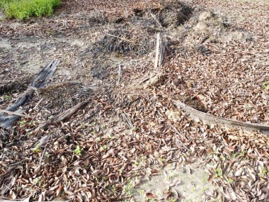 Boş arazinin yüzeyine saçılmış kurumuş yaprakların hava manzarası..