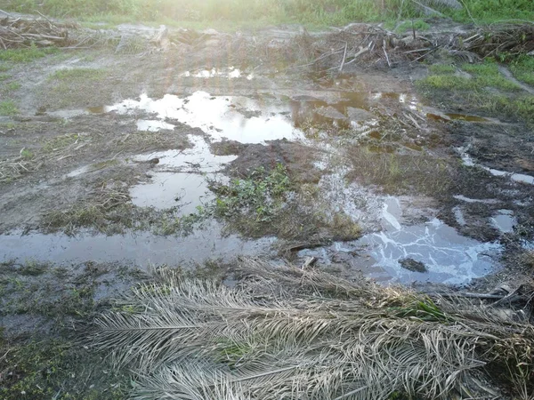 Temiz palmiye yağı tarlası çevresindeki hava manzarası yağmur suyuyla dolduktan sonra....