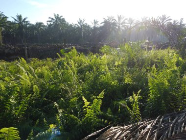 Palmiye yağı tarlasında uzun ve vahşi bitki örtüsü manzarası