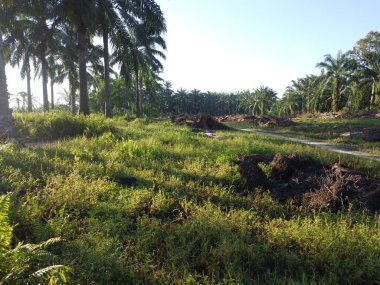 Palmiye yağı tarlasında uzun ve vahşi bitki örtüsü manzarası